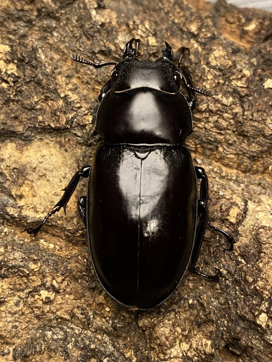 ☆ボーリンフタマタバミノルム ペア☆♂58mm♀40.5mm☆後食開始☆_画像6