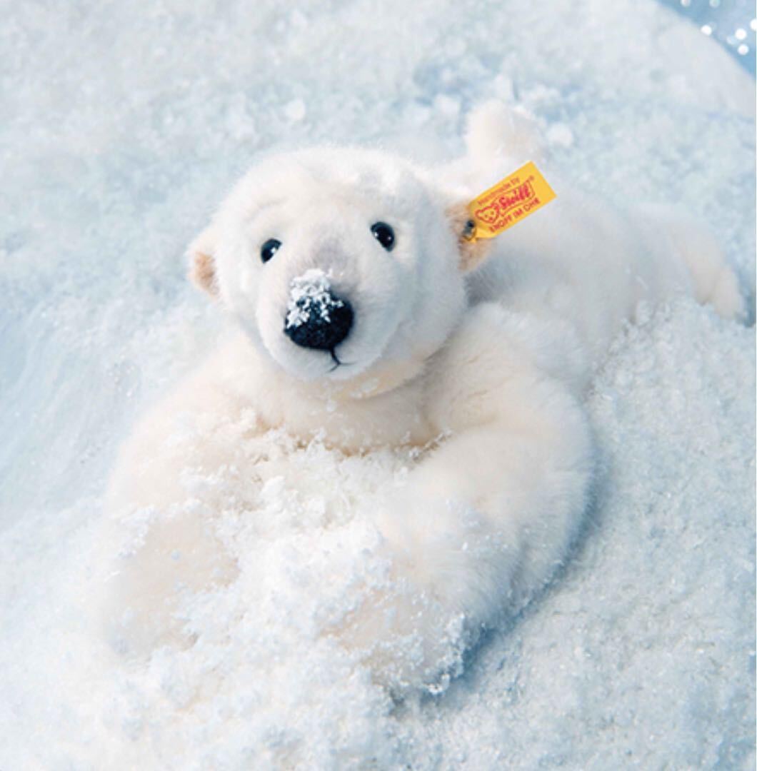 shu type soft toy north ultimate gma. nan- comb ro bear white bear Pola - Bear new goods 