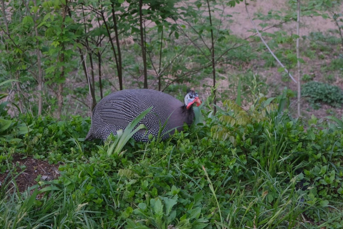 ホロホロ鳥 有精卵 食用 _画像3