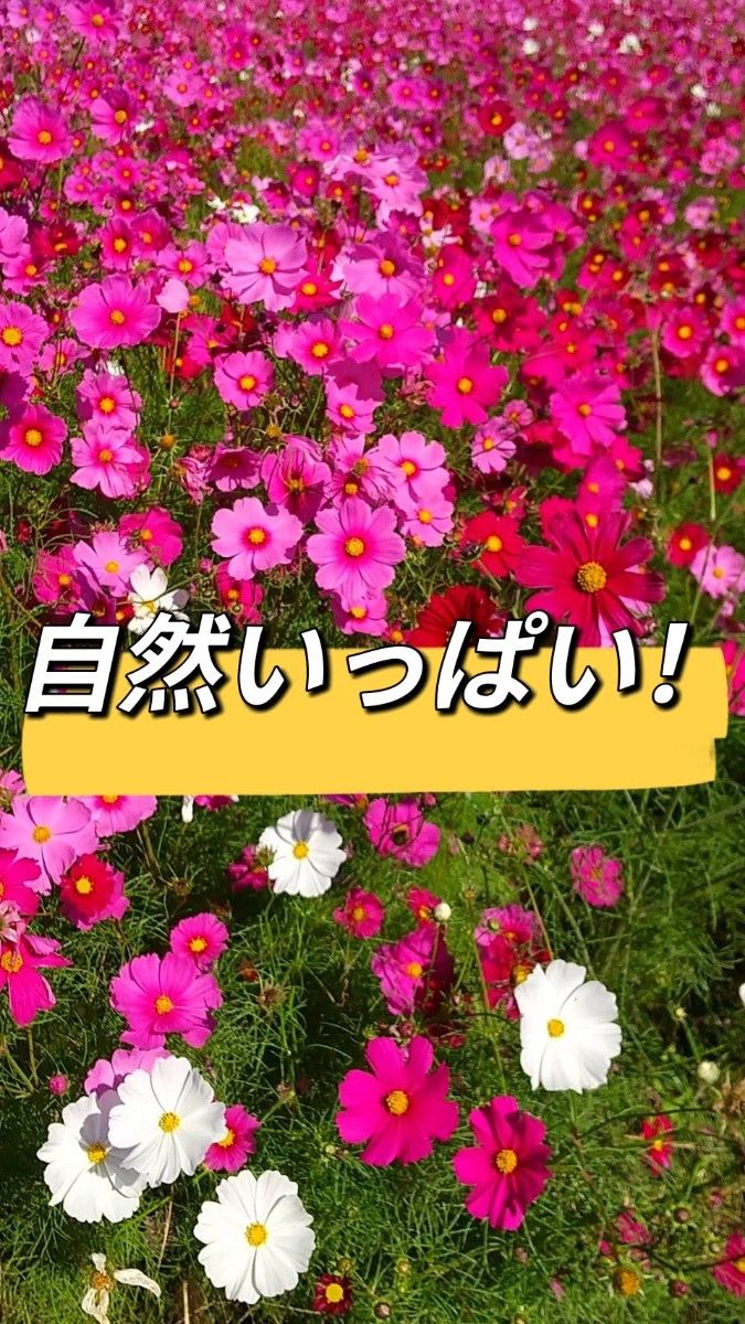 値下げ888→799円！新米！玄米！お試し【令和5年産】三重県 伊賀米 コシヒカリ 1.5㎏