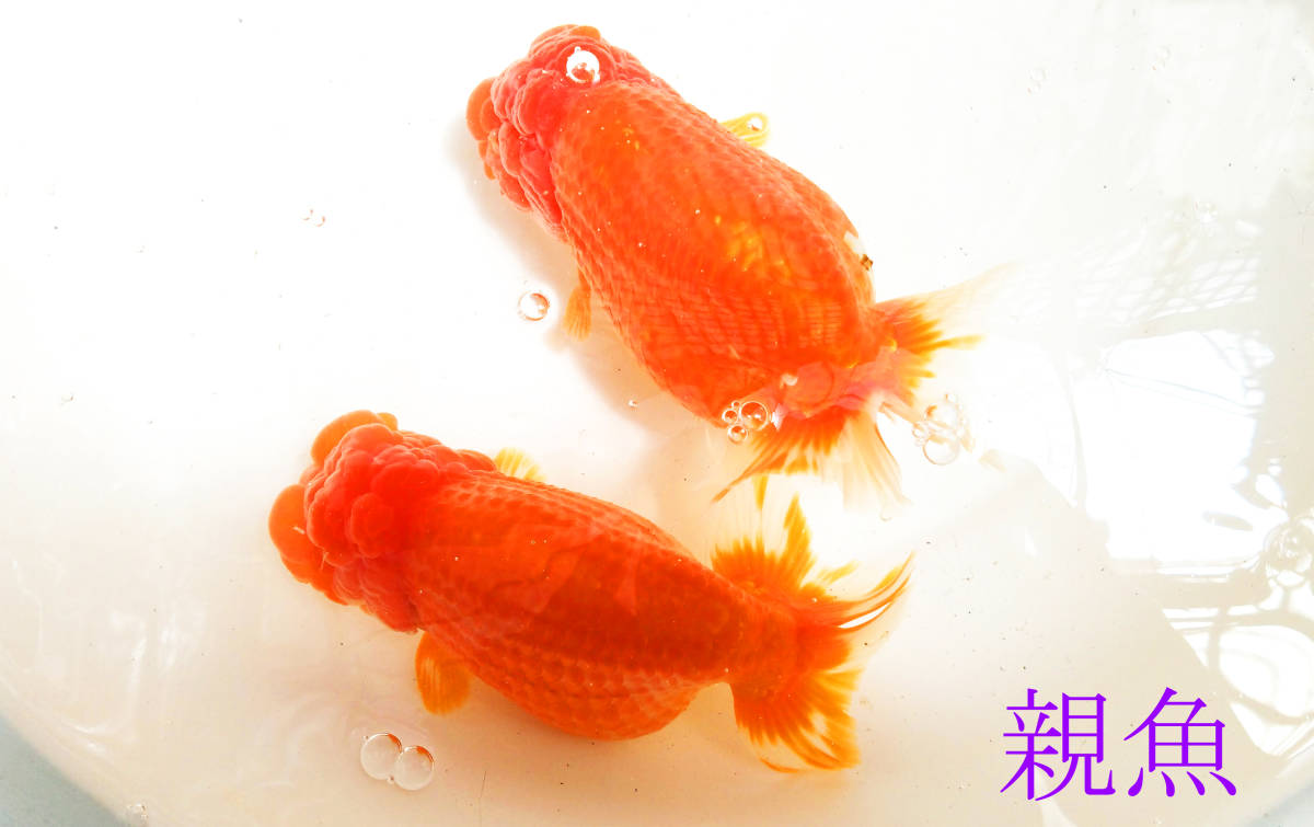 [2024 another prefecture hot spring golgfish shop 4-30 on ] golgfish excellent ... quality goods this year 15 pcs set (3.5~ 4.5cm) parent fish image equipped 