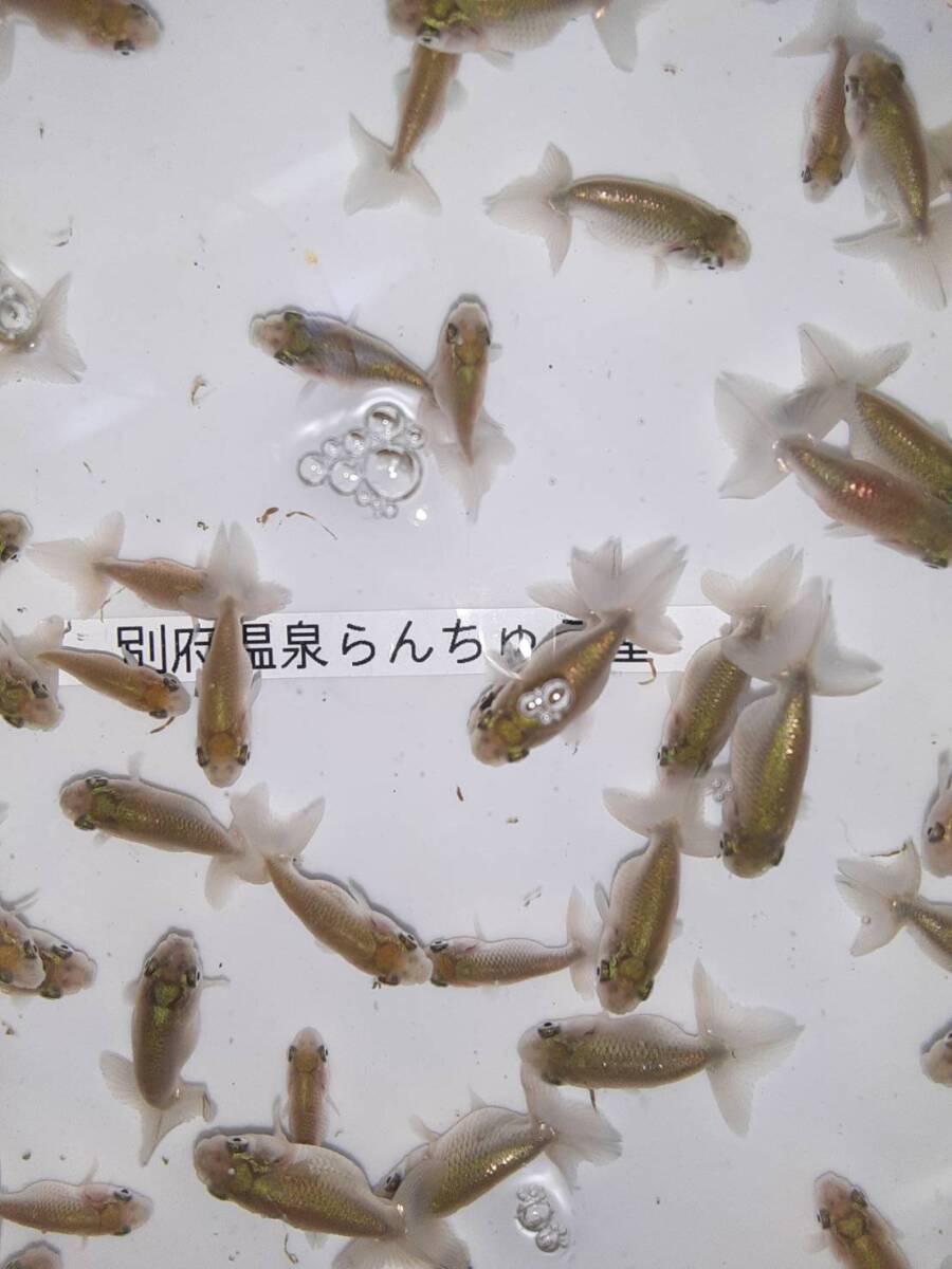 [2024 another prefecture hot spring golgfish shop 4-28] golgfish excellent .. this year 20 pcs set (2.5~ 3.5cm) parent fish image equipped 