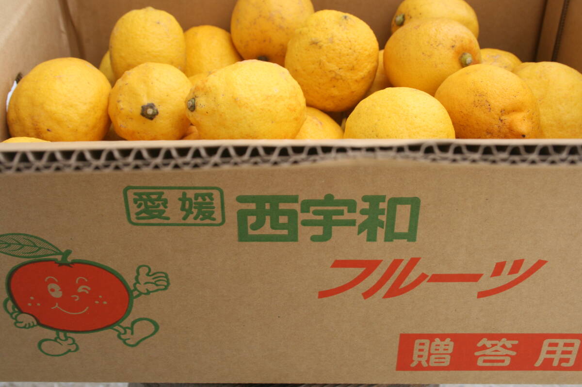 愛媛西宇和産“ブス” レモン ５キロの画像2