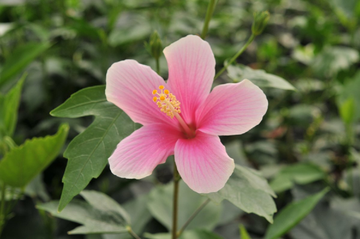 *TO* flower . attaching * pink. gradation . beautiful hibiscus * pink ice Hibiscus Pink Ice 3 number pot seedling reality goods 80 size 