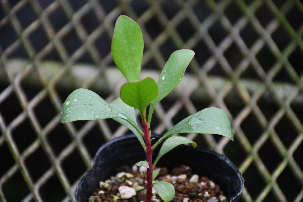 240416☆AO☆花が豪華できれい　キングプロテアの苗 Protea cynaroides 60センチ_画像4