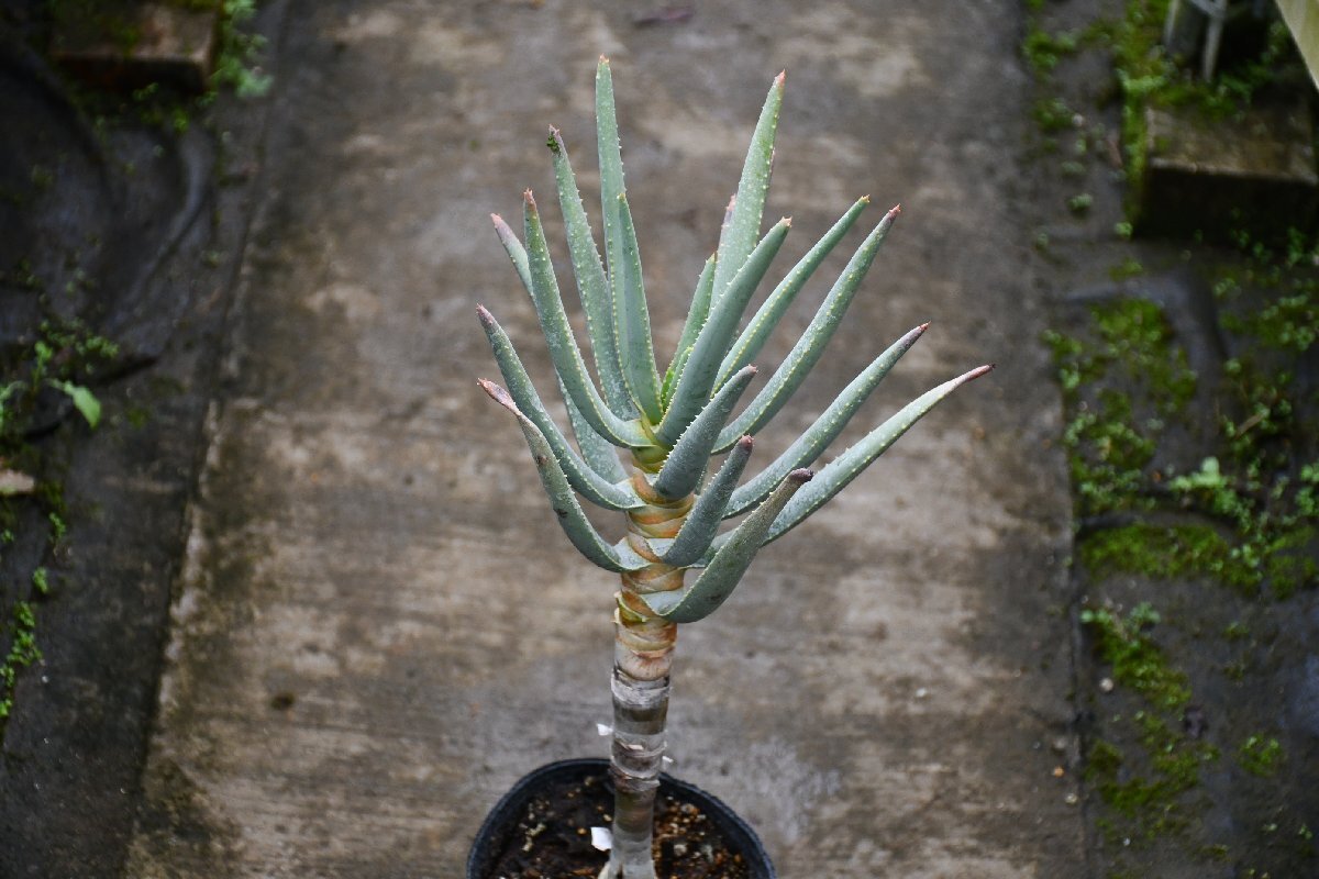 240459☆AO☆アロエ・ディコトマ Aloe dichotoma 100サイズ_画像3