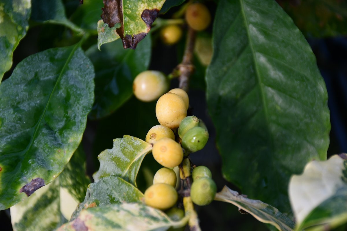 240479☆AO☆珍種 矮性黄実のコーヒーの苗 Coffea arabica 'Dwarf Yellow' 80サイズの画像1