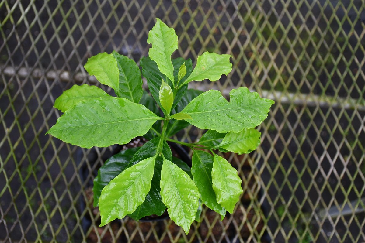 2404105☆AO☆珍種 矮性黄実のコーヒーの苗 Coffea arabica 'Dwarf Yellow' 80サイズの画像3