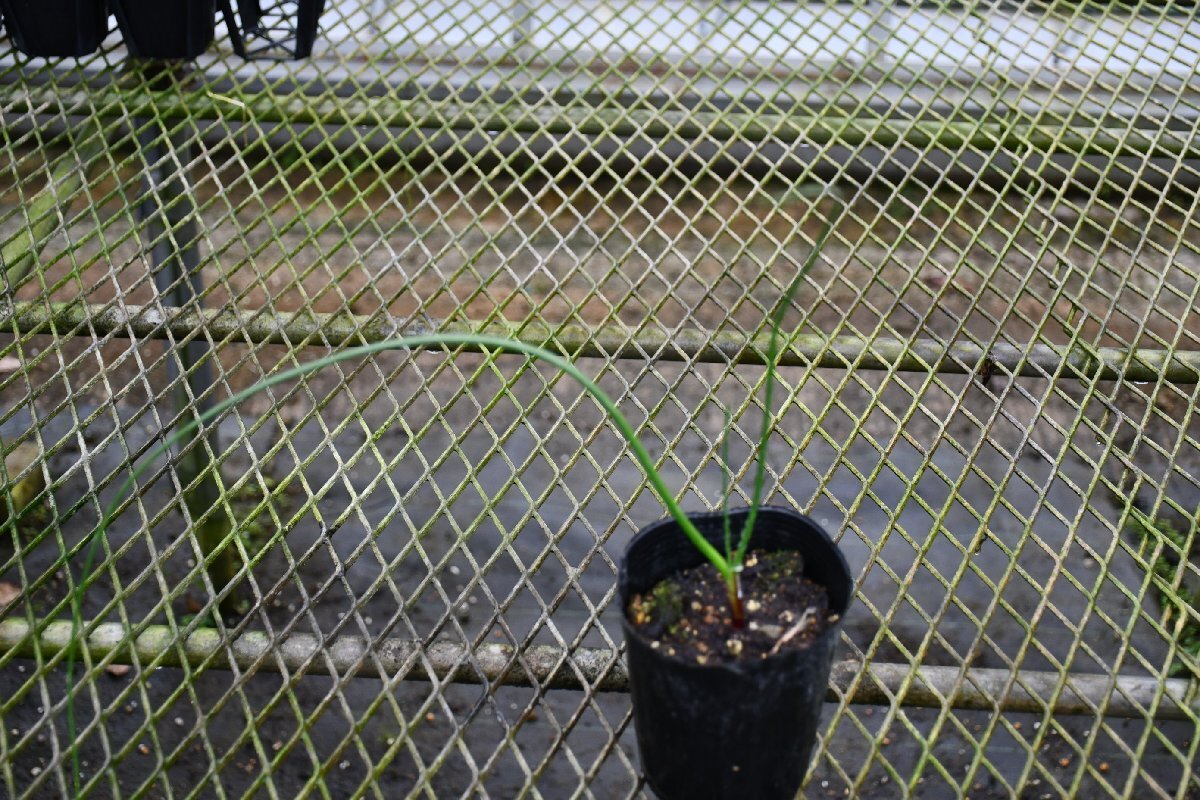 2404108☆AO☆珍種　水性クリナム　Crinum campanulatum 80サイズ_画像1