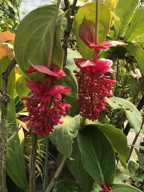 240441☆AO☆珍種メディニラ'火の鳥' 花芽たくさん付き　Medinilla 'Hinotori'　140サイズ_画像1