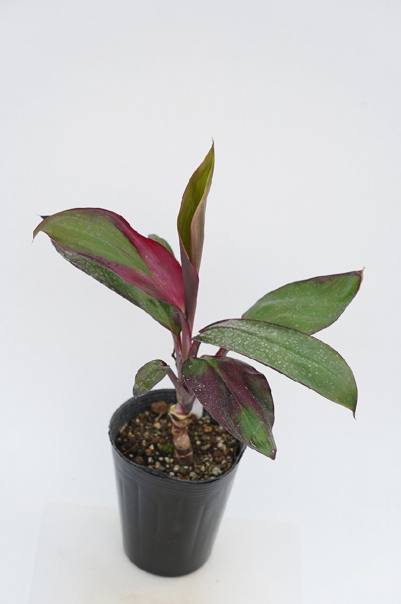 *TO* Hawaii. tea leaf Cordyline fruticosa *Monet*ko Rudy linemoneTi decorative plant dracaena 4.5 number pot seedling 100 size 