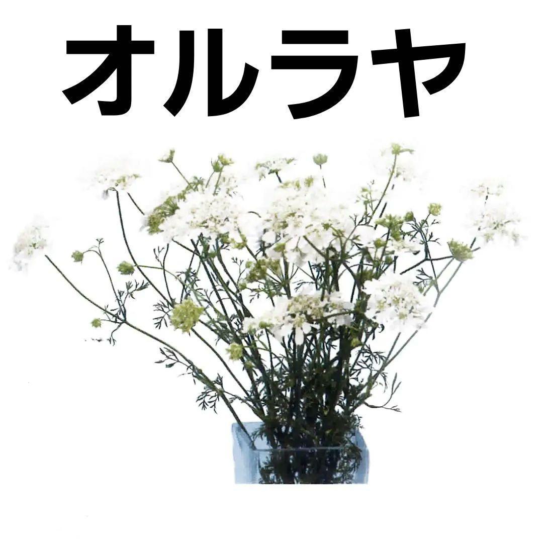 【花の種】オルラヤ　オルレア　ホワイトフィンチ　３０粒　切り花向き_画像1