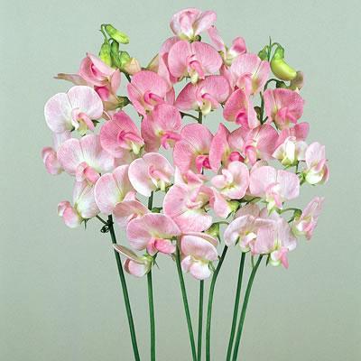 【花の種】宿根スイートピー ピンクパール １２粒 淡桃色の画像1