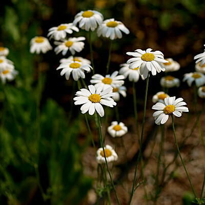 【花の種】除虫菊 白花 ムシヨケギク 0.25ｍｌ 約７０粒 虫除けのハーブ ４種郵便にて発送の画像1