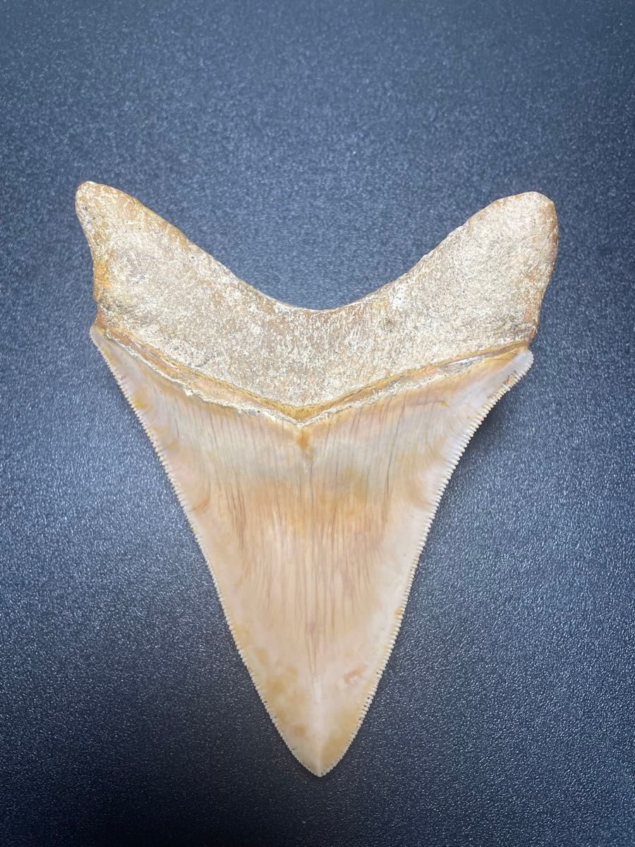 メガロドン歯化石