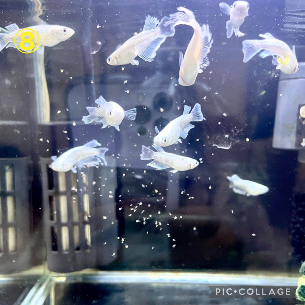 送料無料　良質　タマミジンコ　18,000匹　生き餌　加温メダカ　金魚　らんちゅう　産卵促進　色揚げに　栄養満点　育成スピードUP_画像7