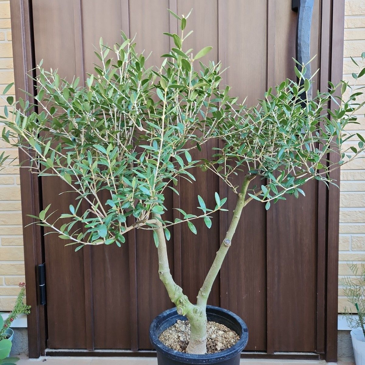 souju 創樹 オリーブの木 ネバディロブランコ 大型 鉢植え 苗木 souju 創樹 オリーブの木 ネバディロブランコ 大型 鉢植え 苗木