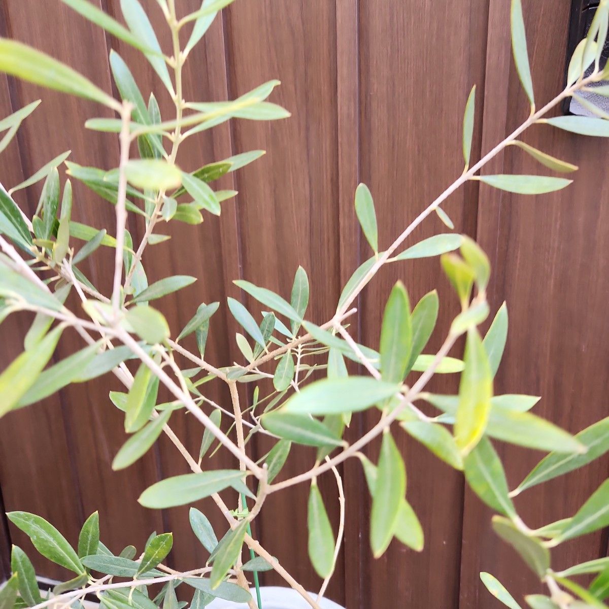お洒落　ストーンタイルデザイン鉢植え　オリーブの木　ネバディロブランコ　苗　シンボルツリー　オリーブ　  現品