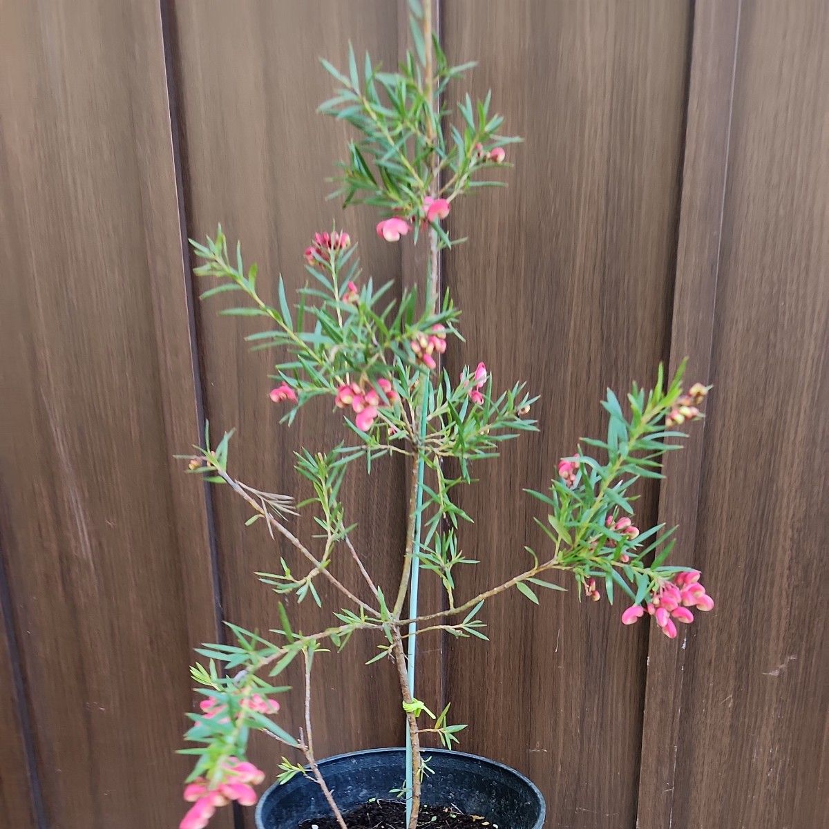四季咲き　グレビレア　ジョンエバンス　鉢植え　苗　ネイティブフラワー　オージープランツ　ネイティブプランツ　ドライガーデン