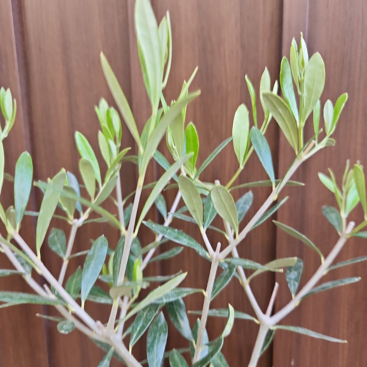 オリーブの木　エルグレコ　花柄陶器鉢植え　苗　ウェルカムツリー　シンボルツリー