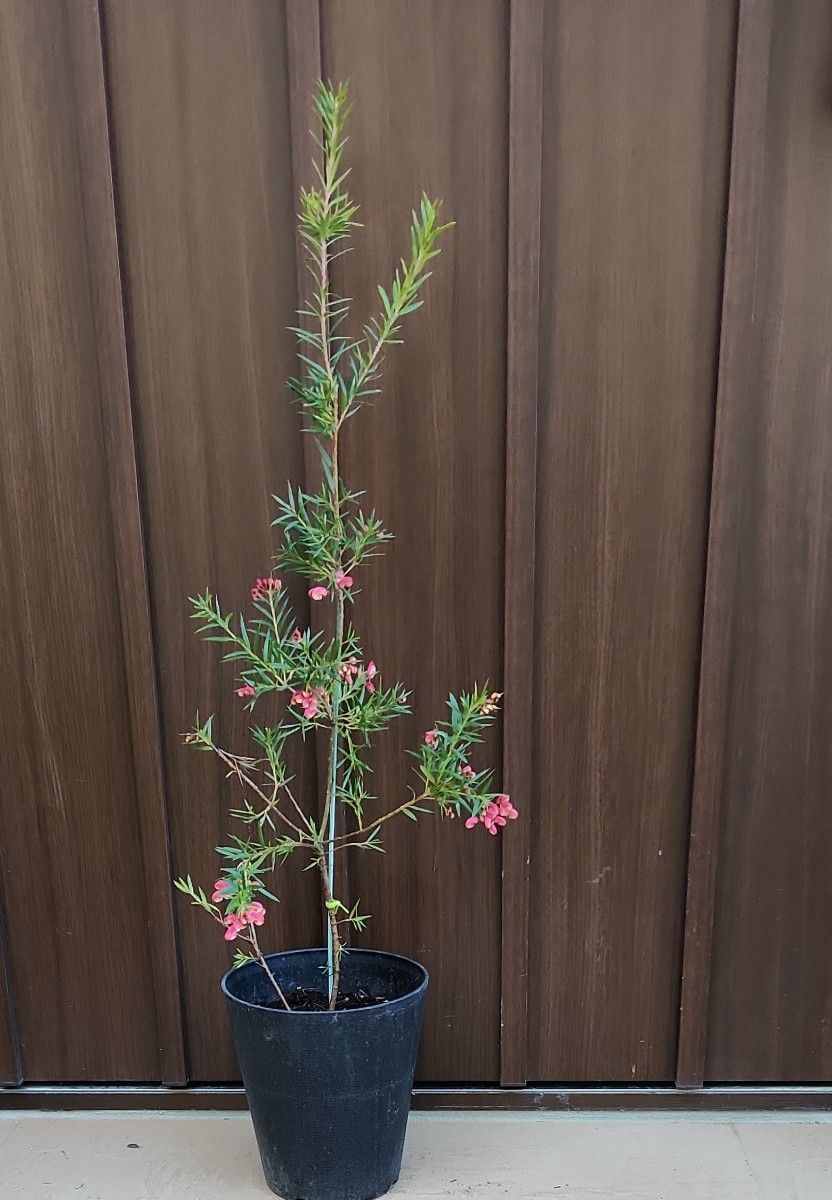 四季咲き　グレビレア　ジョンエバンス　鉢植え　苗　ネイティブフラワー　オージープランツ　ネイティブプランツ　ドライガーデン