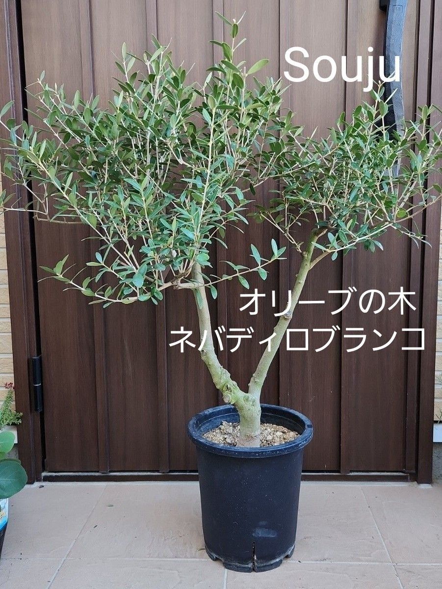 souju 創樹 オリーブの木 ネバディロブランコ 大型 鉢植え 苗木 souju 創樹 オリーブの木 ネバディロブランコ 大型 鉢植え 苗木