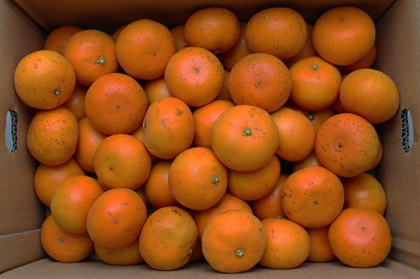 【限定2箱】愛媛県特産 柑橘の大トロ「せとか」2Sサイズ 家庭用 約5kg 1円スタートの画像1