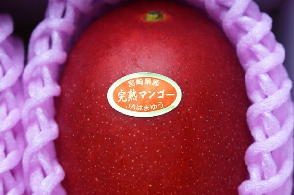 【限定1箱】宮崎県特産完熟マンゴー 6玉入(合計2kg以上) 化粧箱入り 1円スタートの画像2