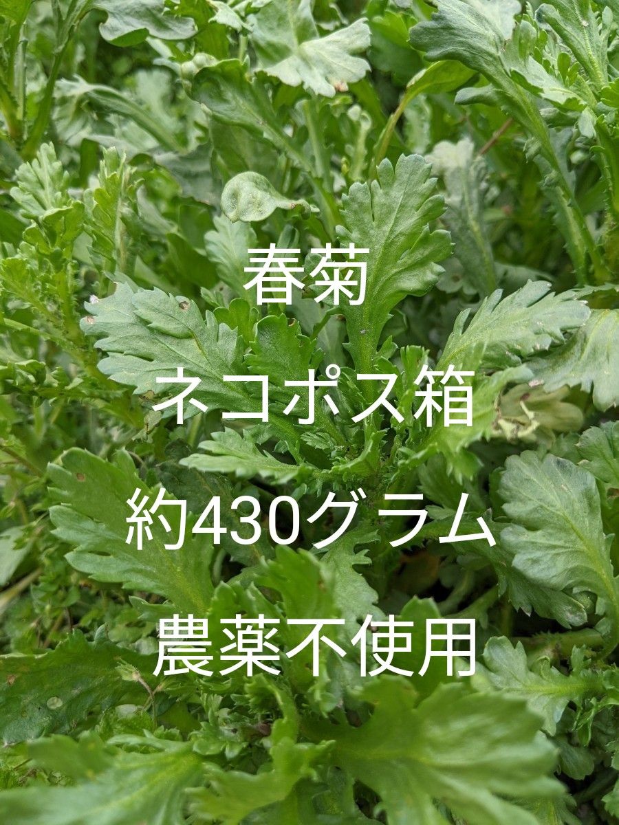 1.岡山県産  春菊  ネコポス箱  約430グラム  農薬不使用