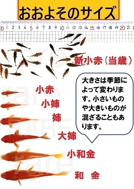 大姉　50匹　大姉金　金魚　餌金　エサ金　アネ_画像4