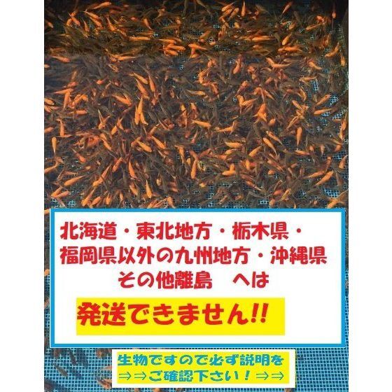 新小赤　100匹　小赤　当歳　餌金　金魚　金魚すくい　エサ金_画像1