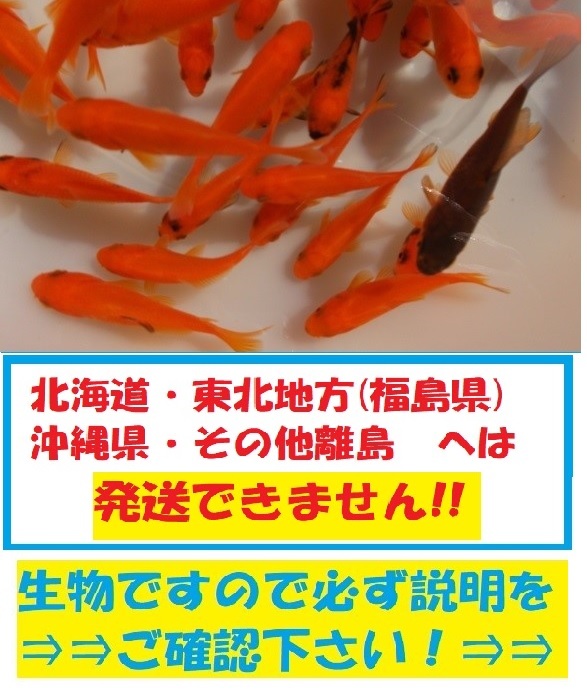 新小姉　50匹　姉金　金魚　餌金　エサ金　コアネ　小姉_画像1