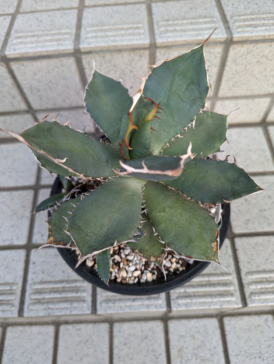 多肉植物 アガベ チタノタ　白鯨　カキ仔　Ｂ_画像1