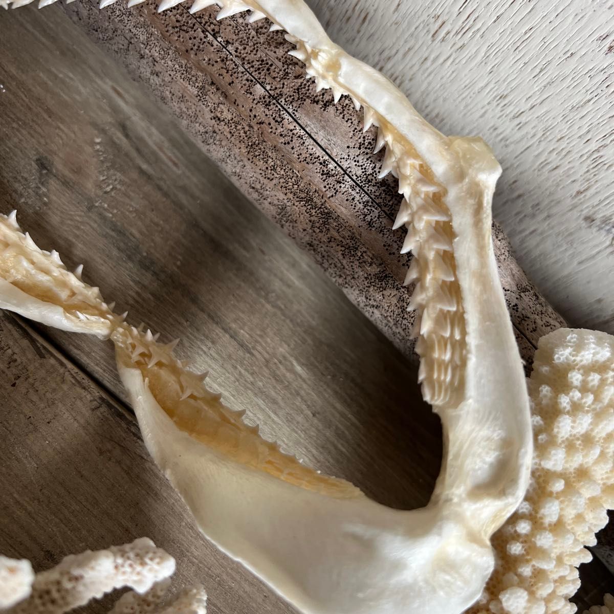 サメの歯+サンゴ4個+シャコ貝セット