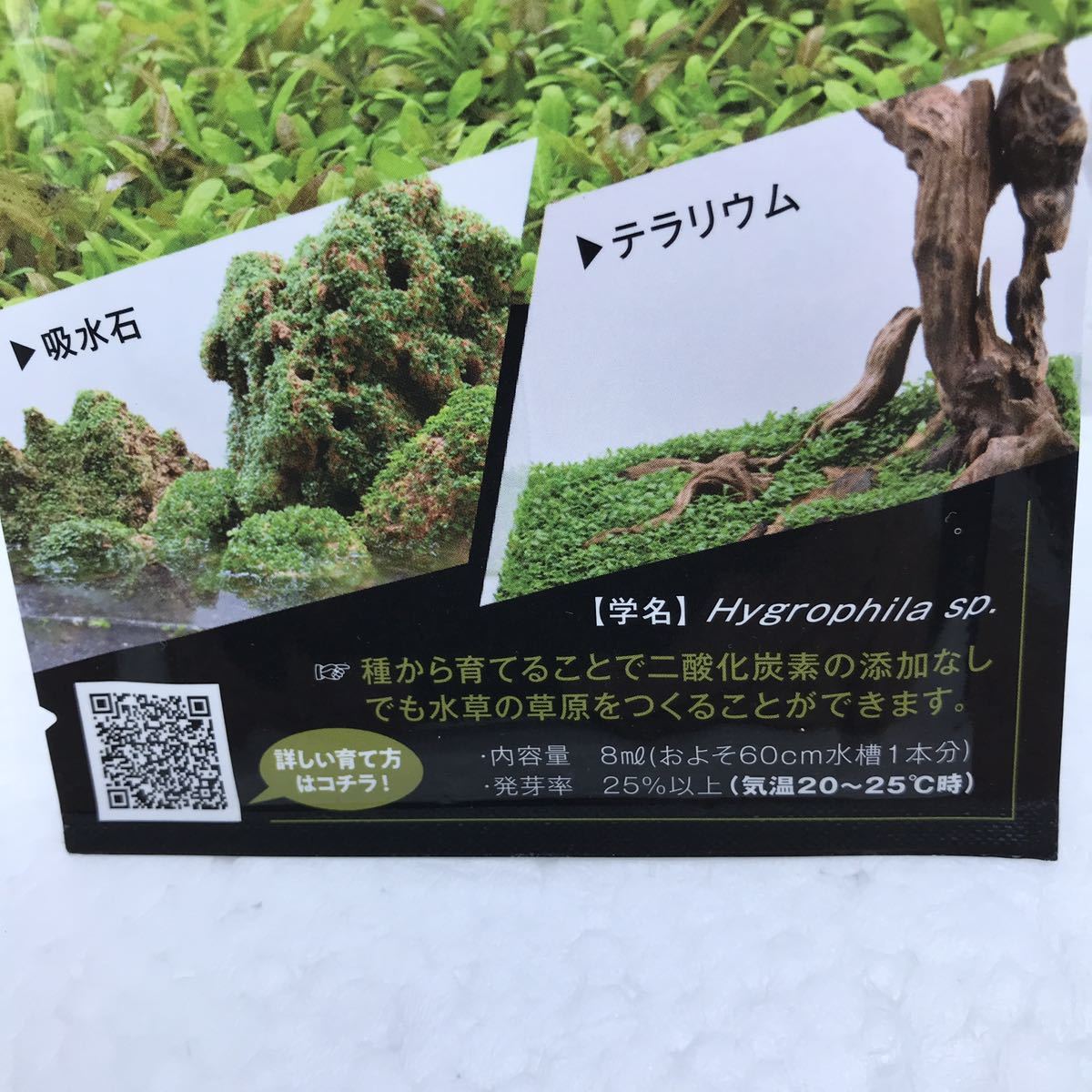 未使用 神畑 ベビーハイグロシード 水草の種 水草の草原 BABY HYGRO SEEDS カミハタ 訳あり品の画像3