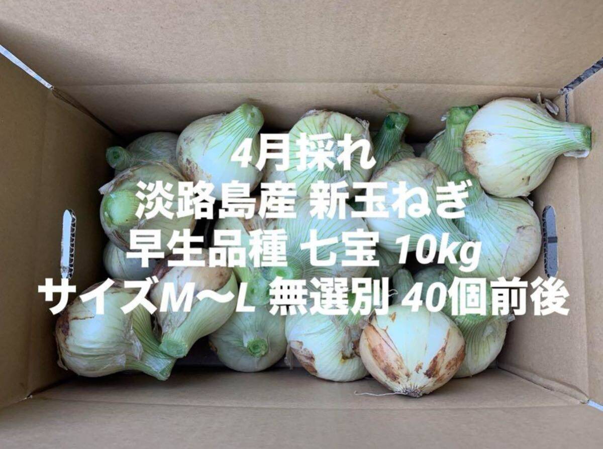 兵庫県 淡路島産 4月採れ 新玉ねぎ M～L 10kg早生品種 七宝 40個前後 淡路 淡路島の画像1