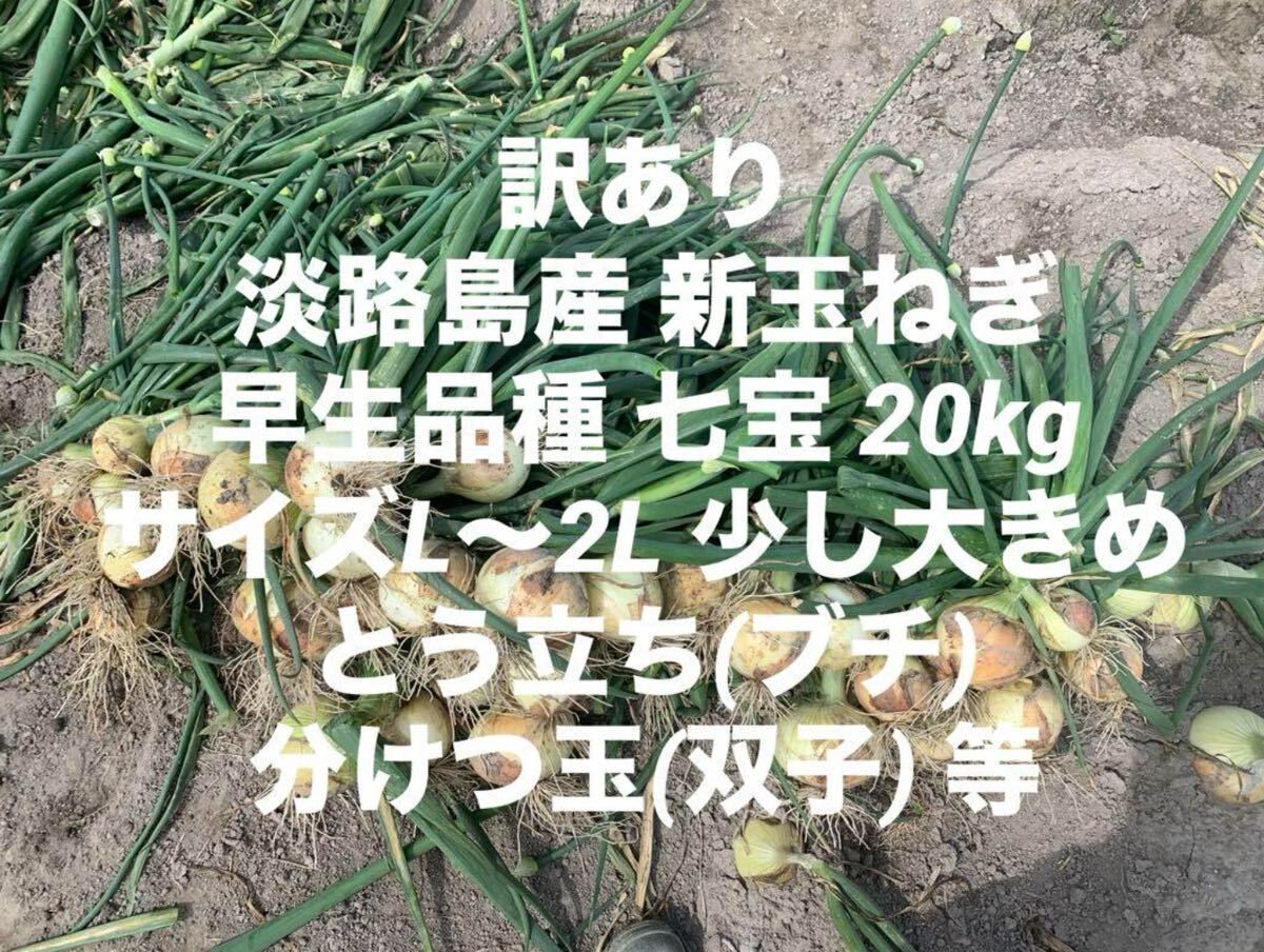 訳あり 淡路島産 新玉ねぎ 早生品種 七宝 20kg サイズL～2L ブチ 淡路 淡路島の画像1