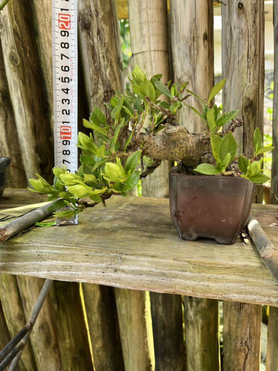  гардения shohin bonsai горшок прекрасный . очень толстый старый дерево бонсай горшок shohin bonsai горшок сосна Kashiwa подлинный Kashiwa 