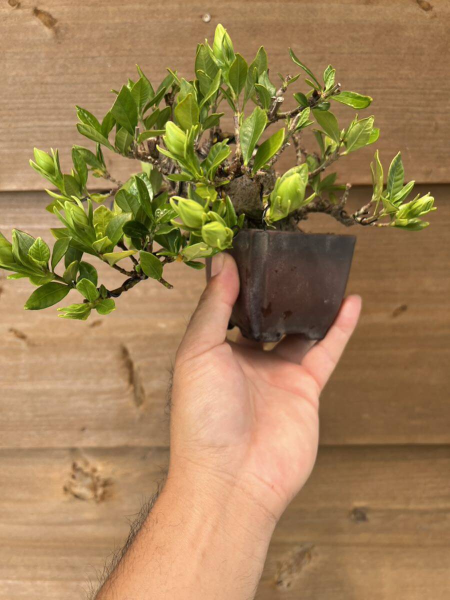  гардения shohin bonsai горшок прекрасный . очень толстый старый дерево бонсай горшок shohin bonsai горшок сосна Kashiwa подлинный Kashiwa 