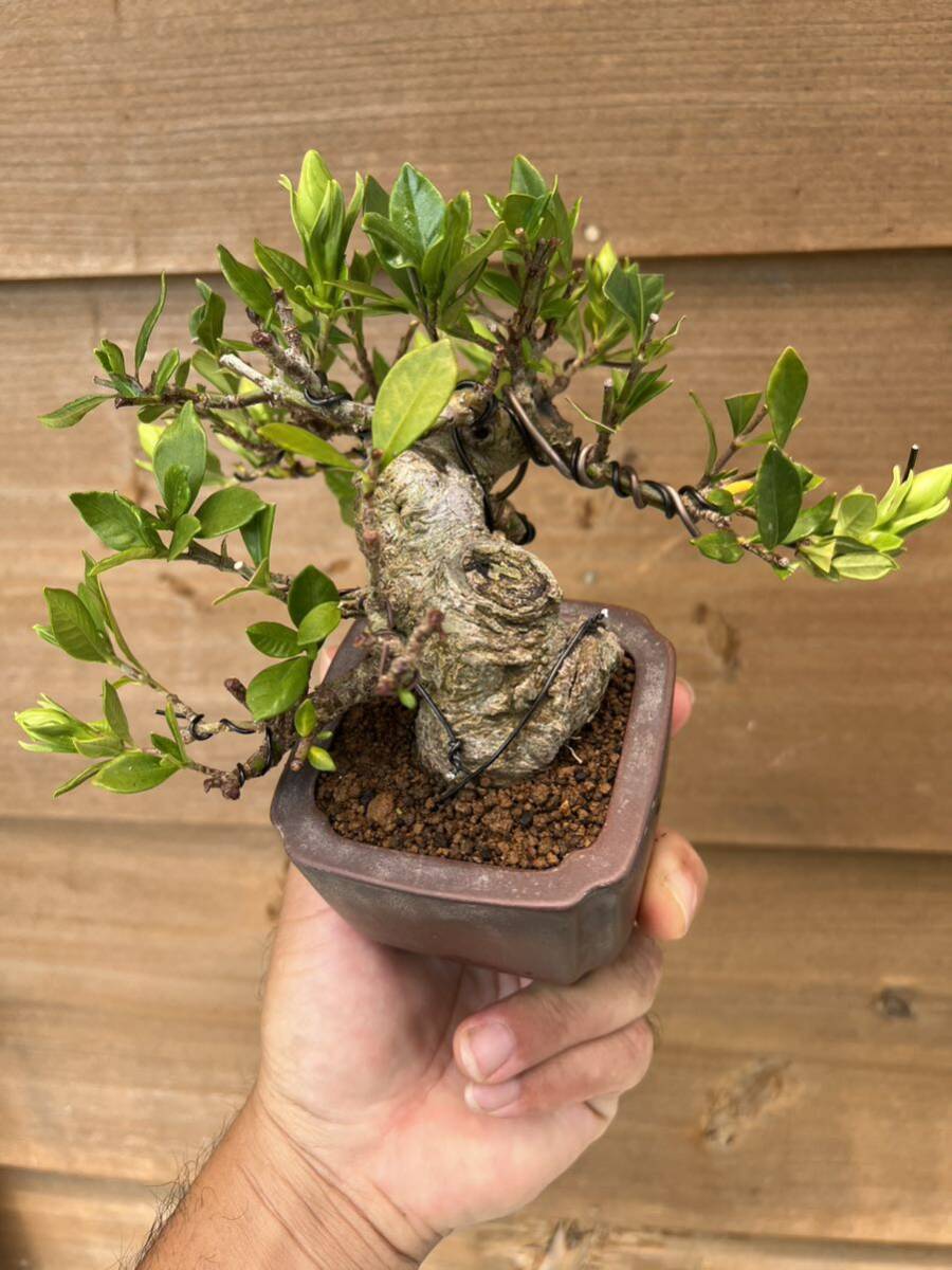  гардения shohin bonsai горшок прекрасный . очень толстый старый дерево бонсай горшок shohin bonsai горшок сосна Kashiwa подлинный Kashiwa 