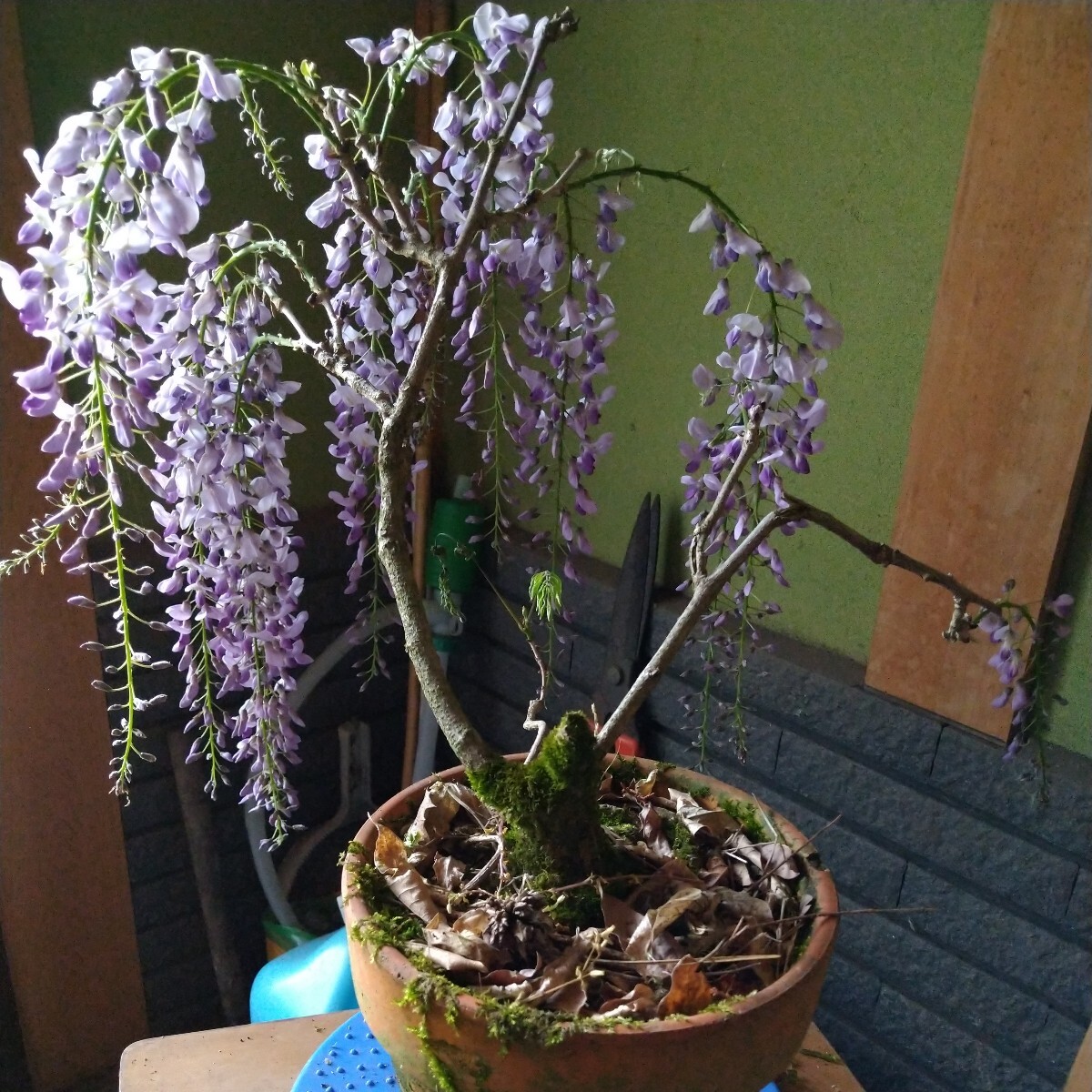  wistaria Fuji bonsai 160 size 4