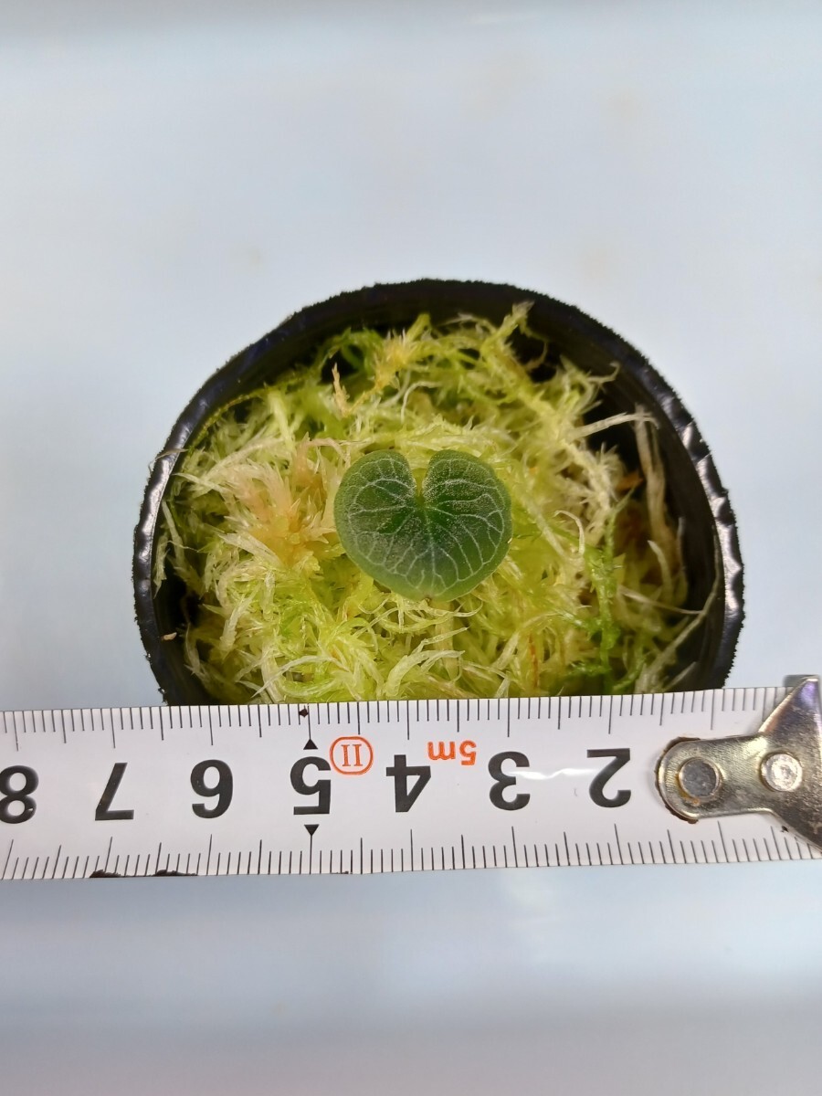 【コリバス】Corybas geminigibbus【原種洋ラン】【地生蘭】【熱帯植物】②_画像の株を送付します