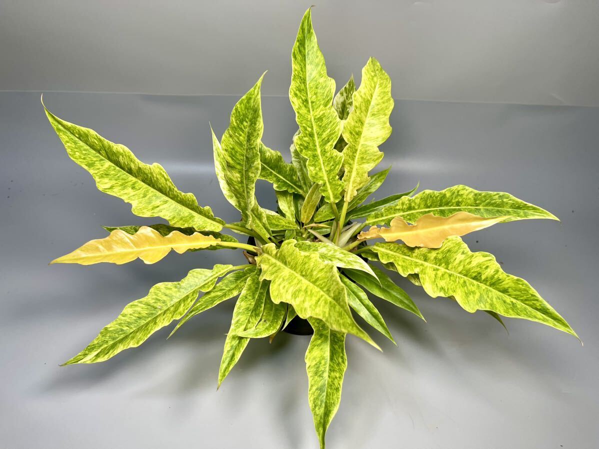 「09」3株入り！Philodendron Ring of Fire Golden Flame (Yellow Mint) フィロデンドロン リングオブファイア ゴールデンフレイム 斑入りの画像1