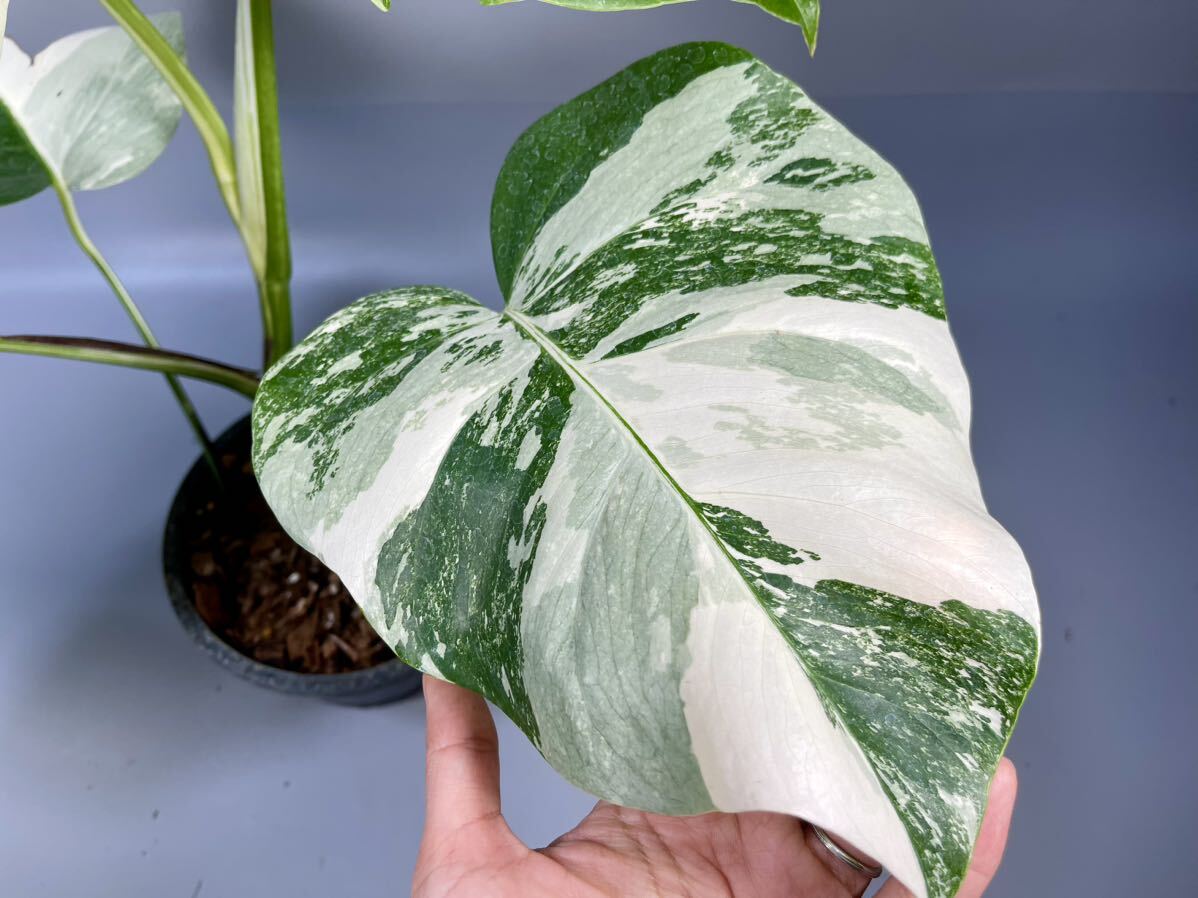 「38」MONSTERA ALBO BORSIGIANA VARIEGATA 白斑 モンステラ アルボ ボルシギアナ 斑入り の画像4