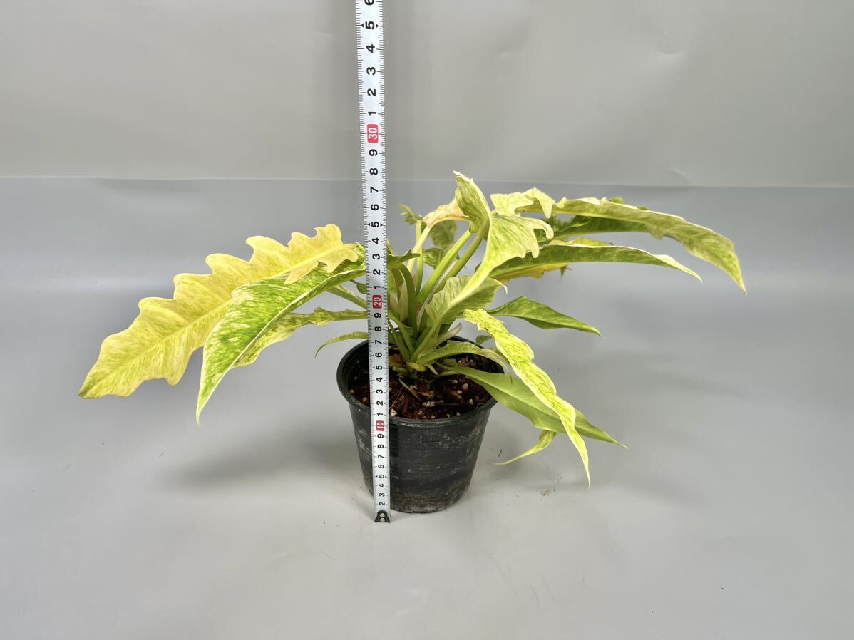 「13」Philodendron Ring of Fire Golden Flame (Yellow Mint) フィロデンドロン リングオブファイア ゴールデンフレイム 斑入りの画像8