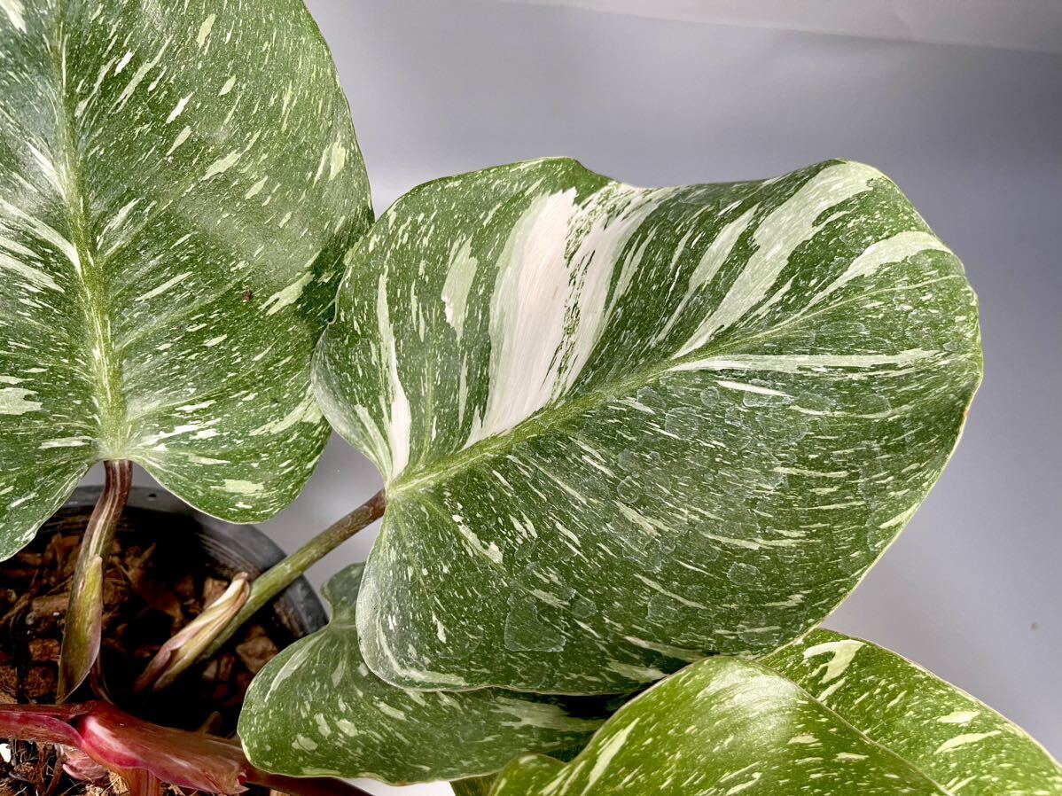 「40」フィロデンドロン・ホワイト・ナイトマーブル　斑入り　Philodendron White Knight Marble_画像4