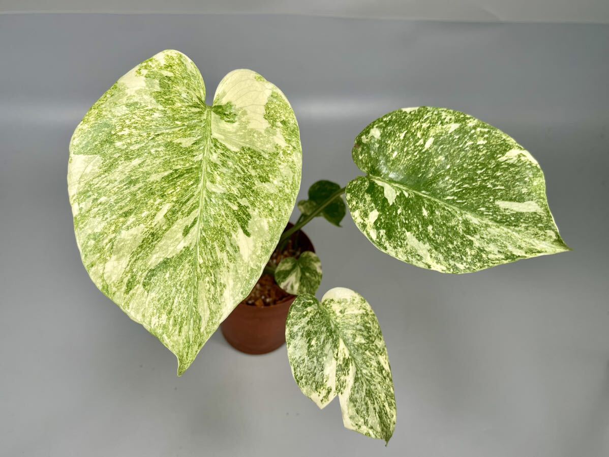 Yahoo!オークション - 「01」Monstera Deliciosa Green Snow Yahoo!オークション - 「01」Monstera Deliciosa Green Snow