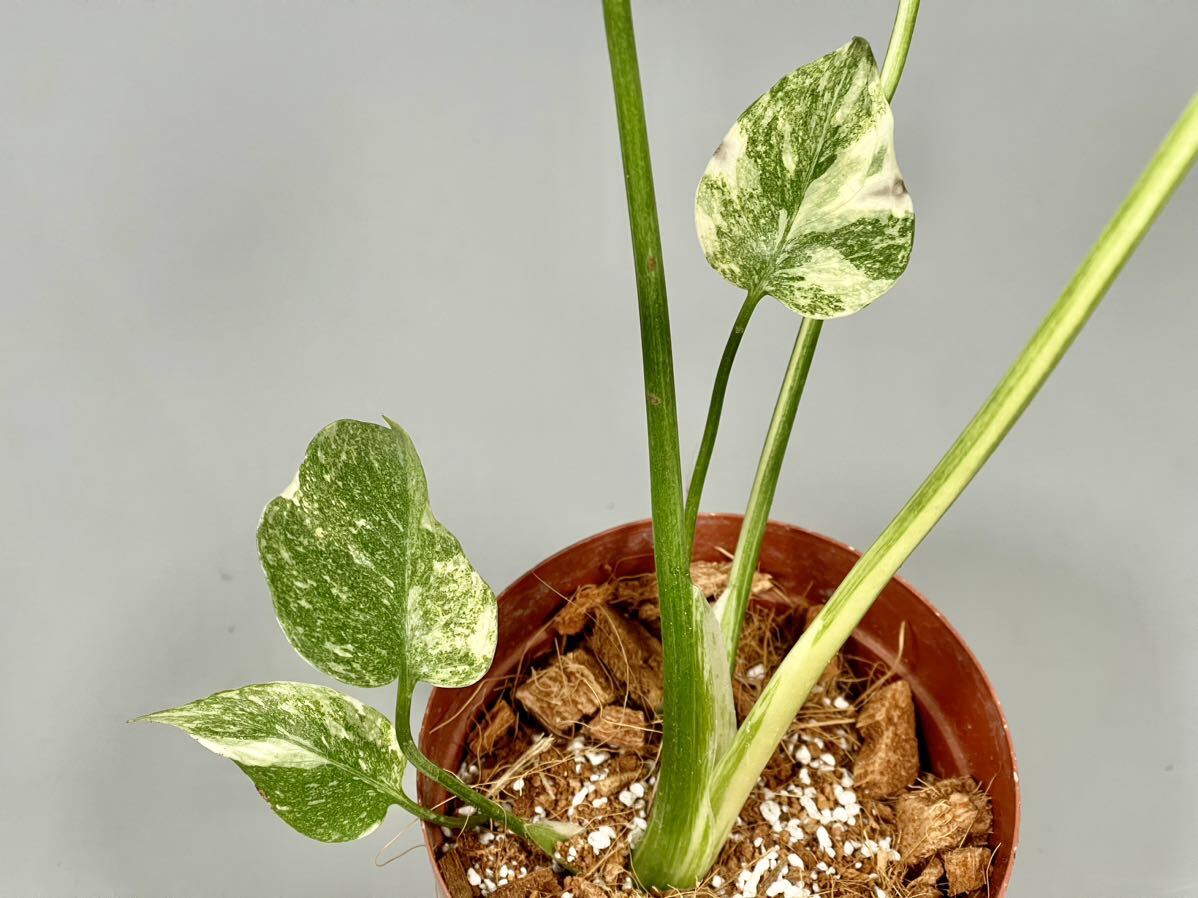 Yahoo!オークション - 「01」Monstera Deliciosa Green Snow Yahoo!オークション - 「01」Monstera Deliciosa Green Snow