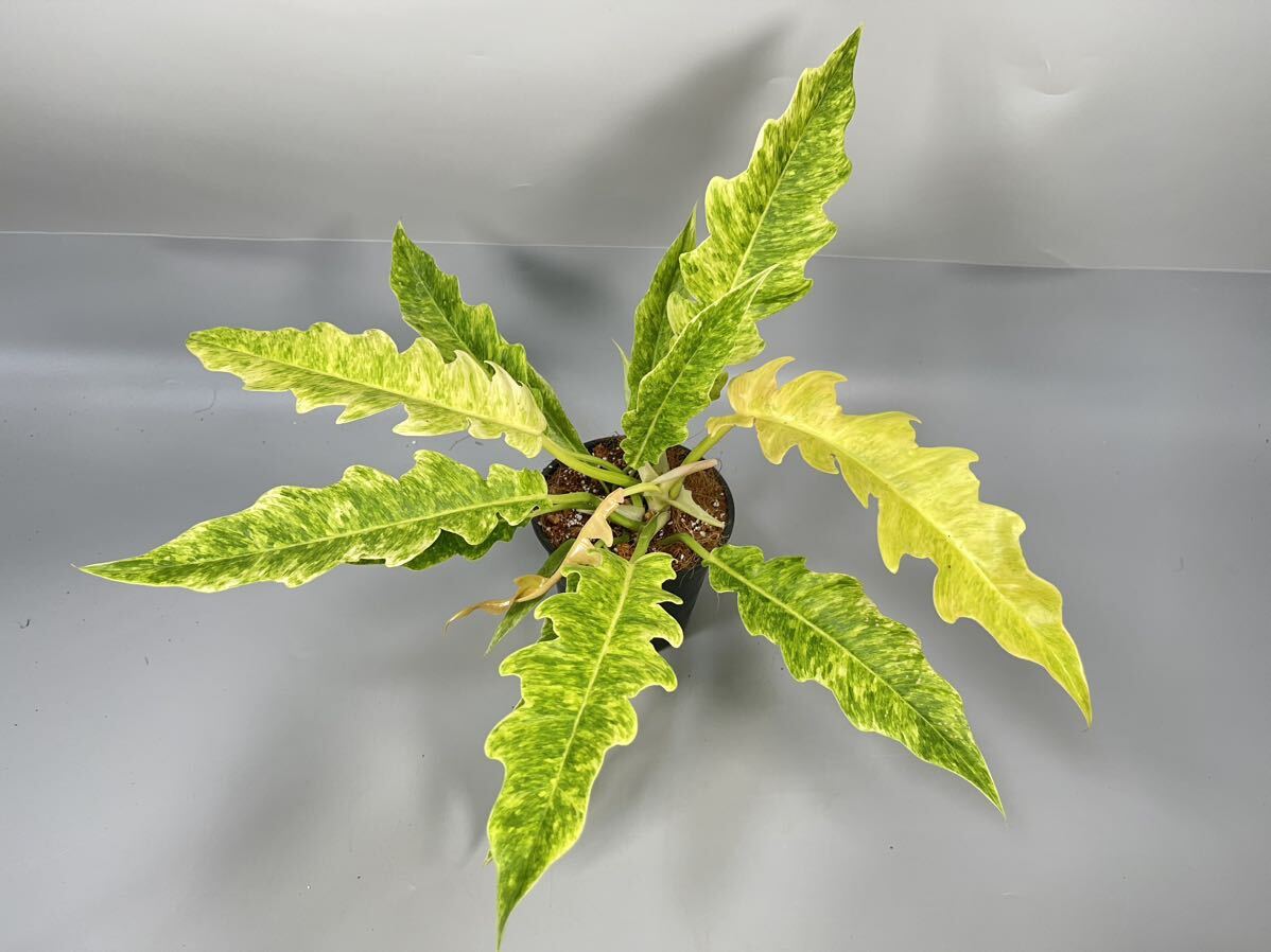 「02」Philodendron Ring of Fire Golden Flame (Yellow Mint) フィロデンドロン リングオブファイア ゴールデンフレイム 斑入りの画像1