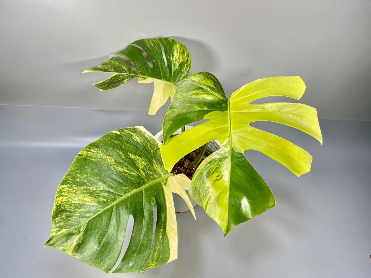 「13」モンステラ ボルシギアナ オーレア 斑入り傷あり Monstera borsigiana Aurea Variegata の画像1